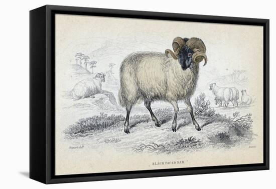 Black Faced Ram, Mid 19th Century-William Home Lizars-Framed Stretched Canvas