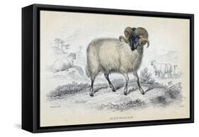 Black Faced Ram, Mid 19th Century-William Home Lizars-Framed Stretched Canvas