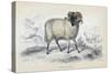 Black Faced Ram, Mid 19th Century-William Home Lizars-Stretched Canvas