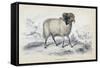 Black Faced Ram, Mid 19th Century-William Home Lizars-Framed Stretched Canvas