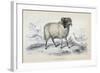 Black Faced Ram, Mid 19th Century-William Home Lizars-Framed Giclee Print