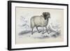 Black Faced Ram, Mid 19th Century-William Home Lizars-Framed Giclee Print