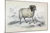 Black Faced Ram, Mid 19th Century-William Home Lizars-Mounted Giclee Print