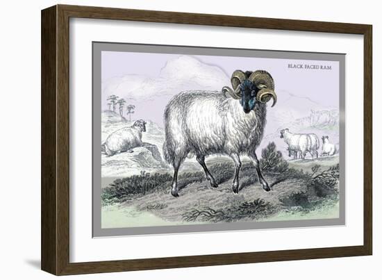 Black Faced Ram-John Stewart-Framed Premium Giclee Print