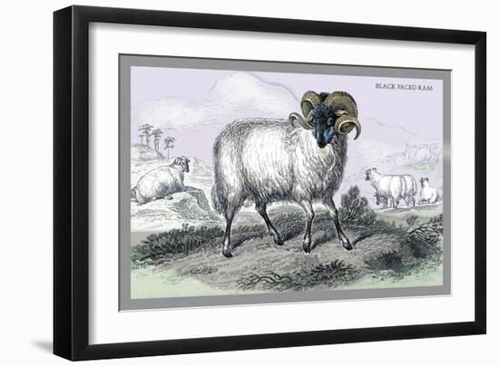 Black Faced Ram-John Stewart-Framed Premium Giclee Print