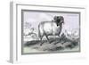 Black Faced Ram-John Stewart-Framed Premium Giclee Print