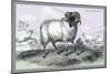 Black Faced Ram-John Stewart-Mounted Premium Giclee Print