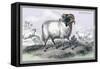 Black Faced Ram-John Stewart-Framed Stretched Canvas