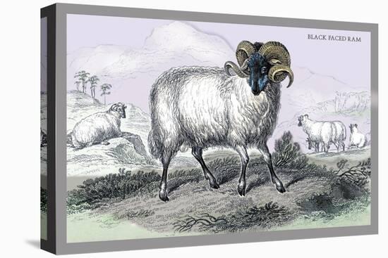 Black Faced Ram-John Stewart-Stretched Canvas