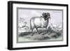 Black Faced Ram-John Stewart-Framed Art Print