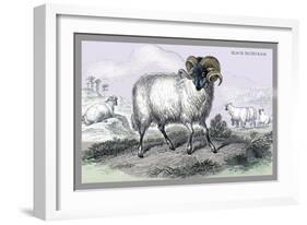 Black Faced Ram-John Stewart-Framed Art Print