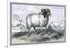 Black Faced Ram-John Stewart-Framed Art Print