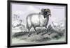 Black Faced Ram-John Stewart-Framed Art Print