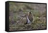 Black-Faced Sandgrouse (Pterocles Decoratus)-James Hager-Framed Stretched Canvas