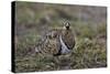 Black-Faced Sandgrouse (Pterocles Decoratus)-James Hager-Stretched Canvas