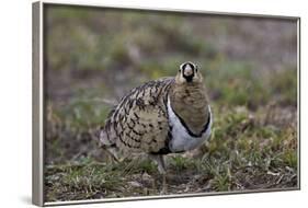 Black-Faced Sandgrouse (Pterocles Decoratus)-James Hager-Framed Photographic Print