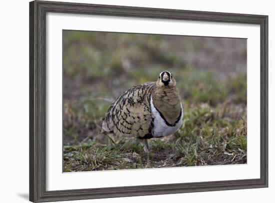Black-Faced Sandgrouse (Pterocles Decoratus)-James Hager-Framed Photographic Print