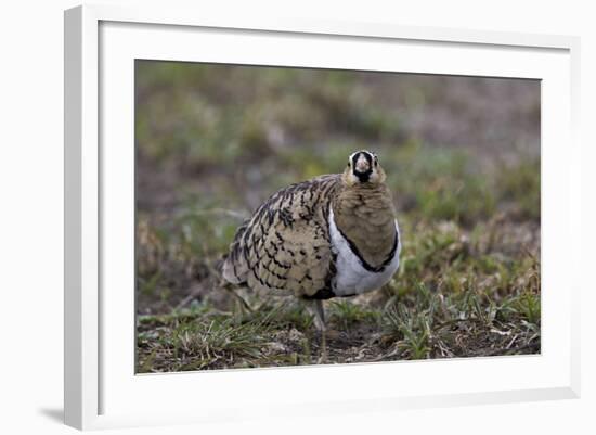 Black-Faced Sandgrouse (Pterocles Decoratus)-James Hager-Framed Photographic Print