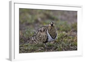 Black-Faced Sandgrouse (Pterocles Decoratus)-James Hager-Framed Photographic Print