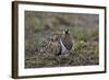 Black-Faced Sandgrouse (Pterocles Decoratus)-James Hager-Framed Photographic Print