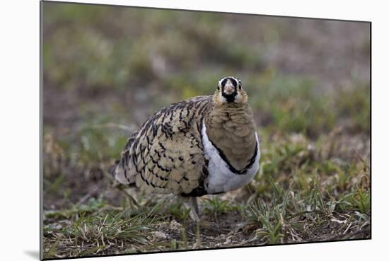 Black-Faced Sandgrouse (Pterocles Decoratus)-James Hager-Mounted Photographic Print
