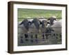 Black Faced Sheep Looking Through Gate on the Cotswold Way, Stanway Village, the Cotswolds, England-David Hughes-Framed Photographic Print