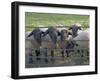 Black Faced Sheep Looking Through Gate on the Cotswold Way, Stanway Village, the Cotswolds, England-David Hughes-Framed Photographic Print