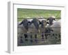 Black Faced Sheep Looking Through Gate on the Cotswold Way, Stanway Village, the Cotswolds, England-David Hughes-Framed Photographic Print