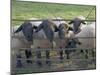 Black Faced Sheep Looking Through Gate on the Cotswold Way, Stanway Village, the Cotswolds, England-David Hughes-Mounted Photographic Print