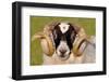 Black-faced sheep ram, Isle of Islay, Hebrides, Scotland-Laurie Campbell-Framed Photographic Print