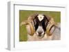 Black-faced sheep ram, Isle of Islay, Hebrides, Scotland-Laurie Campbell-Framed Photographic Print