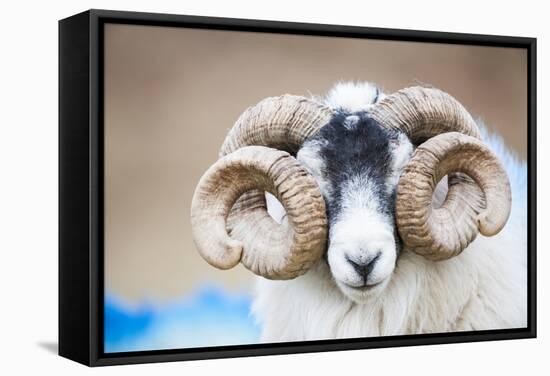 Black Faced Sheep Ram With Twisted Horns, Mull, Scotland, UK. January-Niall Benvie-Framed Stretched Canvas