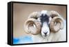 Black Faced Sheep Ram With Twisted Horns, Mull, Scotland, UK. January-Niall Benvie-Framed Stretched Canvas