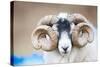 Black Faced Sheep Ram With Twisted Horns, Mull, Scotland, UK. January-Niall Benvie-Stretched Canvas