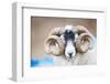 Black Faced Sheep Ram With Twisted Horns, Mull, Scotland, UK. January-Niall Benvie-Framed Photographic Print