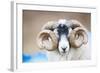 Black Faced Sheep Ram With Twisted Horns, Mull, Scotland, UK. January-Niall Benvie-Framed Photographic Print