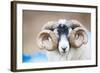 Black Faced Sheep Ram With Twisted Horns, Mull, Scotland, UK. January-Niall Benvie-Framed Photographic Print