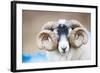 Black Faced Sheep Ram With Twisted Horns, Mull, Scotland, UK. January-Niall Benvie-Framed Photographic Print