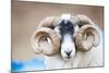 Black Faced Sheep Ram With Twisted Horns, Mull, Scotland, UK. January-Niall Benvie-Mounted Photographic Print