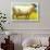 Black-Faced Sheep-null-Framed Art Print displayed on a wall