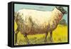 Black-Faced Sheep-null-Framed Stretched Canvas