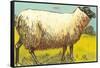 Black-Faced Sheep-null-Framed Stretched Canvas