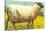 Black-Faced Sheep-null-Stretched Canvas