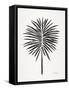 Black Fan Palm-Cat Coquillette-Framed Stretched Canvas