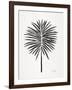 Black Fan Palm-Cat Coquillette-Framed Art Print