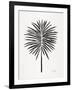 Black Fan Palm-Cat Coquillette-Framed Art Print