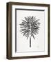 Black Fan Palm-Cat Coquillette-Framed Art Print