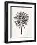 Black Fan Palm-Cat Coquillette-Framed Art Print