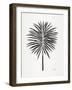 Black Fan Palm-Cat Coquillette-Framed Art Print