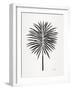 Black Fan Palm-Cat Coquillette-Framed Art Print